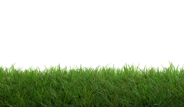 istock green grass field garden 3d-illustration 1161958492