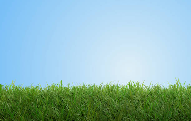 istock green grass field garden blue sky 3d-illustration 1161958562