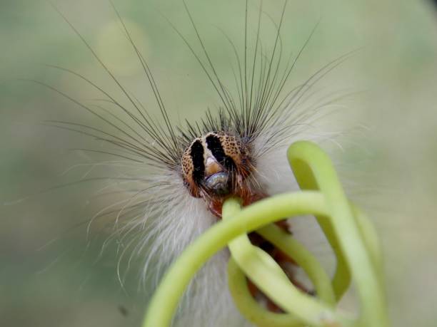 istock small caterpillar on the plant 1161958565