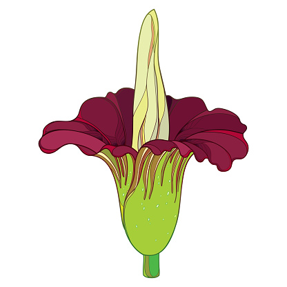 Vector outline tropical Amorphophallus titanum or titan arum or corpse flower in burgundy red isolated on white background. Ornate contour rare Amorphophallus plant for botany summer design.