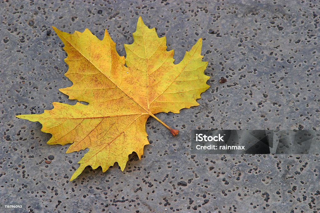 Herbst Blatt - Lizenzfrei Bergahorn Stock-Foto