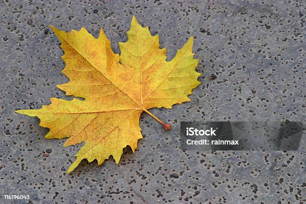 秋のリーフ - カラー画像のストックフォトや画像を多数ご用意 - カラー画像, セイヨウカジカエデ, プラタナス