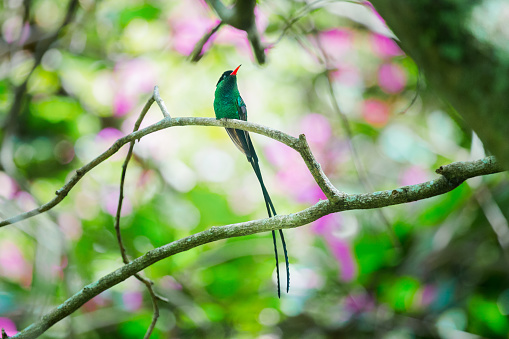Jamaica Hummingbird