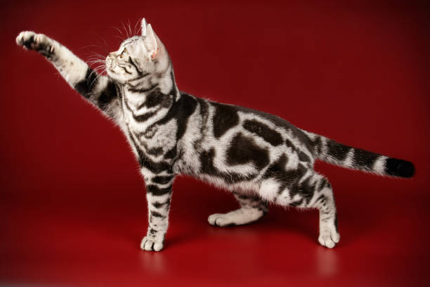 istock American shorthair cat on colored backgrounds 1161962525