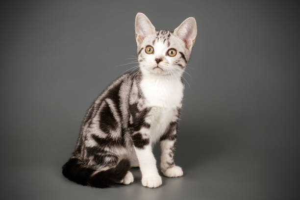 istock American shorthair cat on colored backgrounds 1161962527