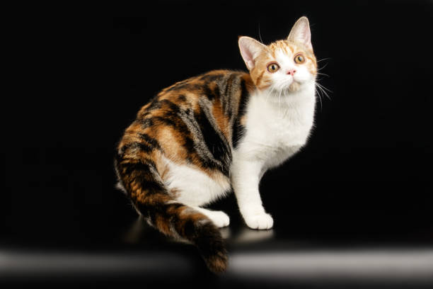 istock American shorthair cat on colored backgrounds 1161962529