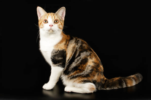 istock American shorthair cat on colored backgrounds 1161962559