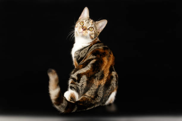 istock American shorthair cat on colored backgrounds 1161962567