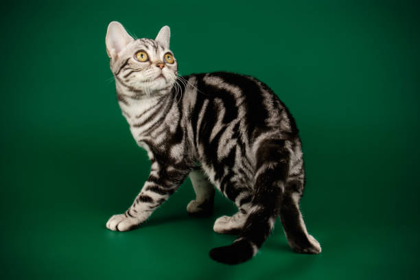istock American shorthair cat on colored backgrounds 1161962571