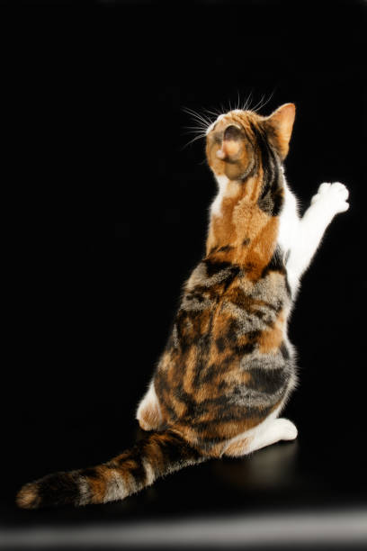 istock American shorthair cat on colored backgrounds 1161962573