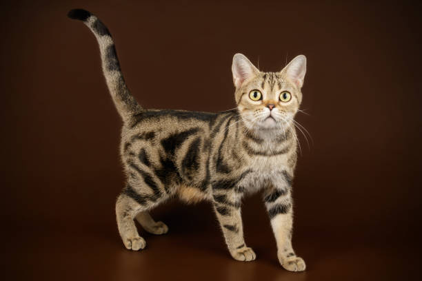 istock American shorthair cat on colored backgrounds 1161962576