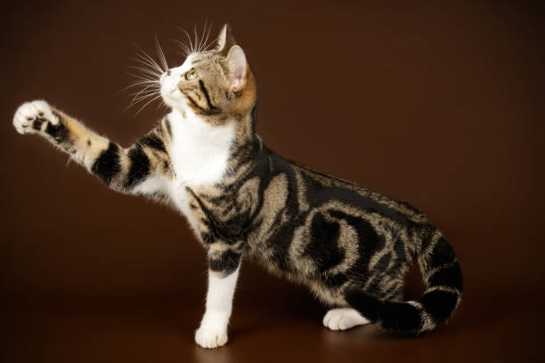 istock American shorthair cat on colored backgrounds 1161962599