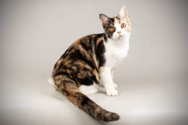 istock American shorthair cat on colored backgrounds 1161962664