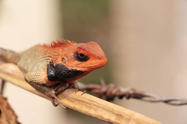 istock Oriental garden lizard sits on the dry branch 1161964040