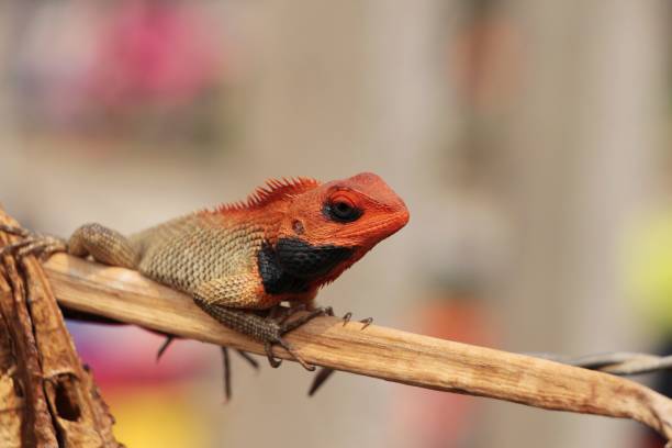 istock Oriental garden lizard sits on the dry branch 1161964042