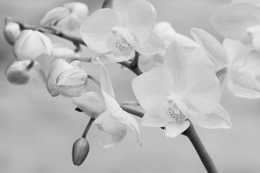 Black and white Macro of white orchid flowers and buds