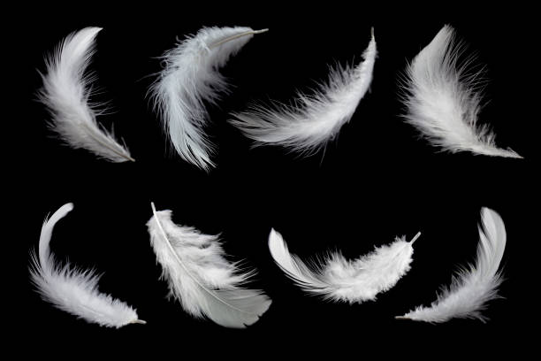 istock set of white feathers isolated on black background 1161964247