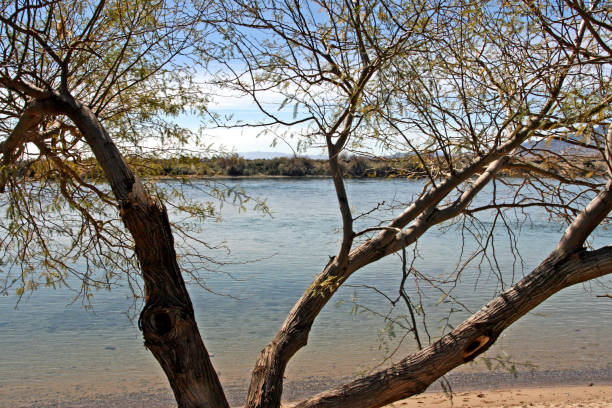 istock Blue sky sunny day mesquite tree on the river 1161965972
