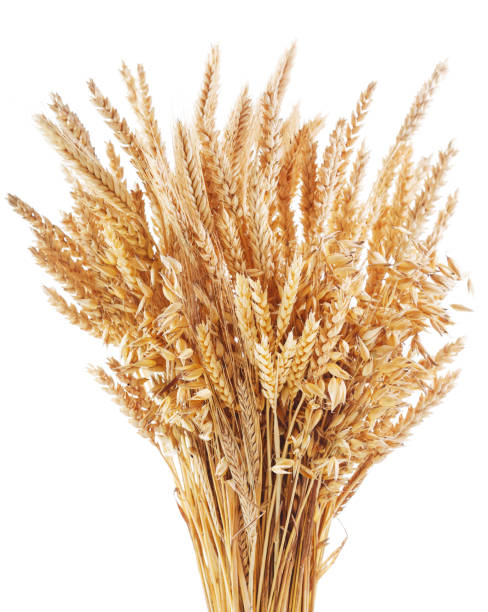 잘 익은 시리얼 무리. 흰 밀가루, 호밀, 보리, 귀리를 섞어 - non urban scene barley cereal plant straw 뉴스 사진 이미지