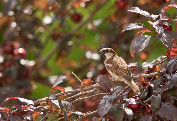 istock Male house sparrow 1161968258