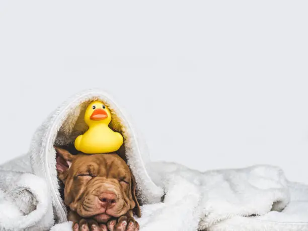 Young, charming puppy, lying on a white rug and yellow, rubber duck. Close-up, isolated background. Studio photo. Concept of care, education, training and raising of animals