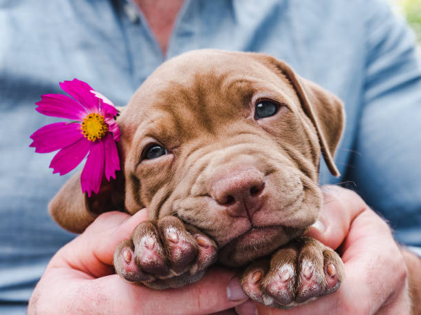 istock Cute, charming puppy and a bright flower 1161969806