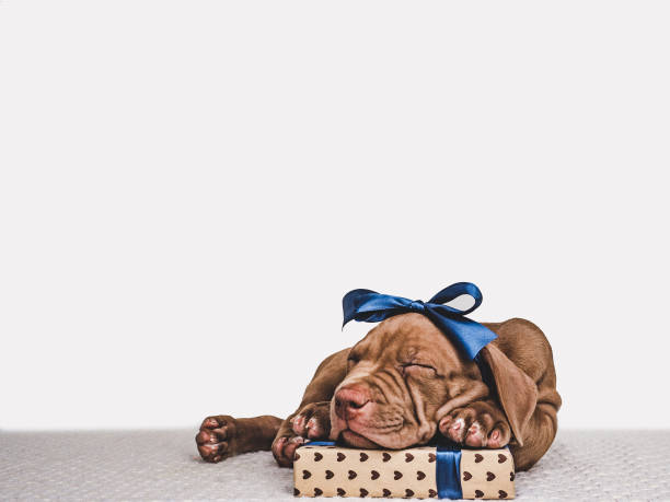 istock Young, charming puppy and a festive box 1161969986