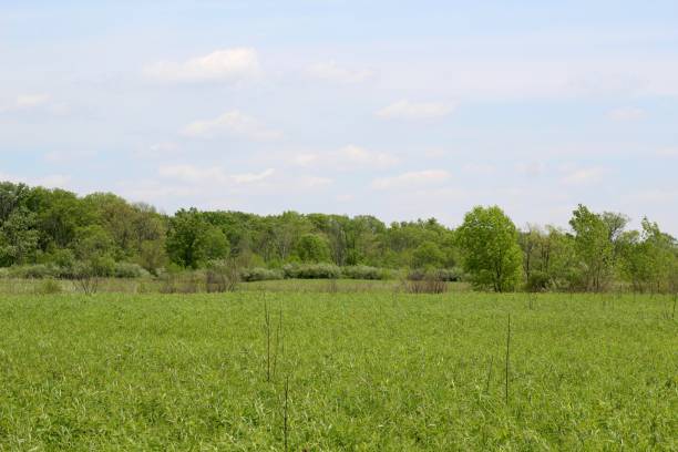 istock Green Country Field Prairie 1161970938