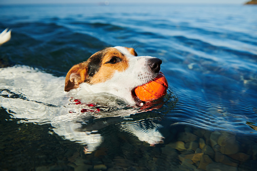 Dog swimming in sea holding ball in mouth