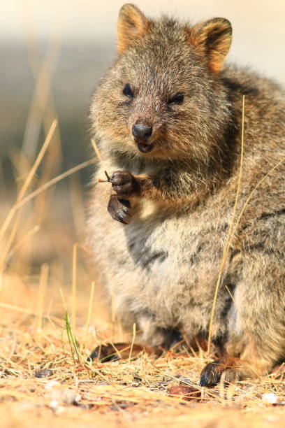 istock Smiling Quokka at Rottnest Island 1161973722