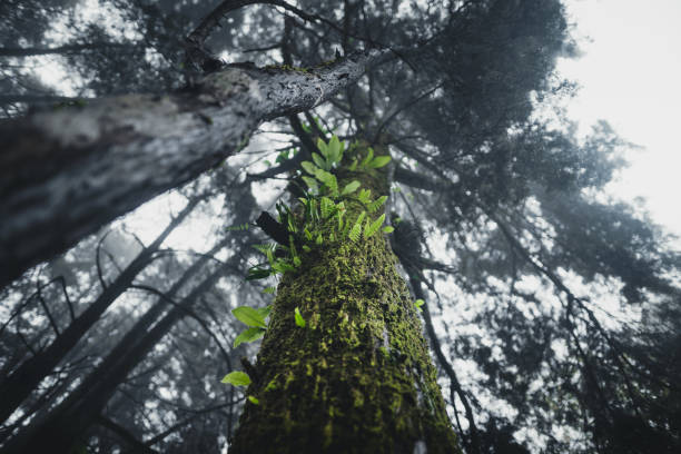 istock Forest Rain and fog On the Moutain 1161973931