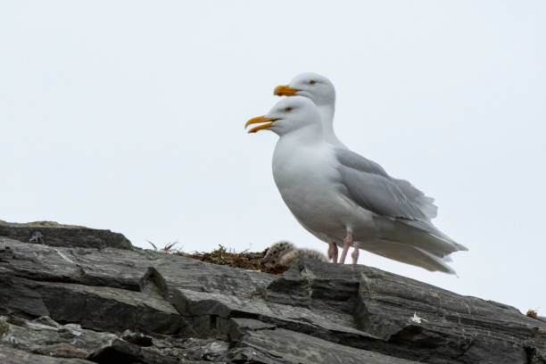 un par de gaviotas con una chica en un acantilado en las islas svalbard - cormorán moñudo fotografías e imágenes de stock