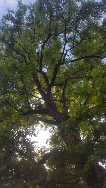 istock Under the spring tops of the trees (photo1) 1161974696