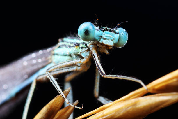 istock Coenagrion puella on a straw 1161974796