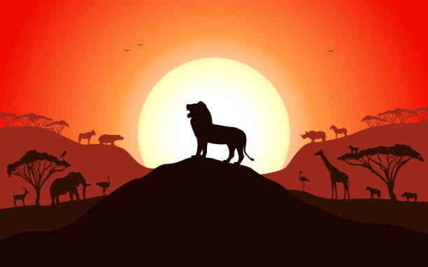 brüllende silhouette eines löwen, der auf einem hügel steht - african sunrise stock-grafiken, -clipart, -cartoons und -symbole