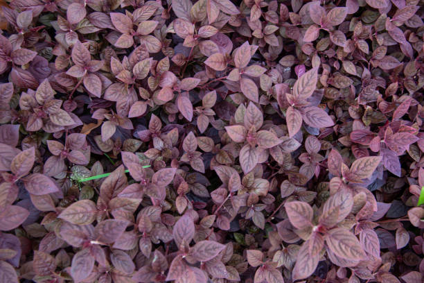 istock Top view of violet leaf background, Red Flame lvy (Hemigraphis alternata(Burm.f.) Anderson.) 1161975046