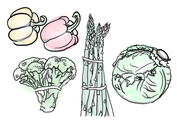 ベジコレクションa - asparagus vegetable white background freshness点のイラスト素材／クリップアート素材／マンガ素材／アイコン素材