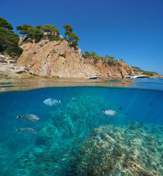 istock Spain rocky coast fish underwater Mediterranean 1161975333