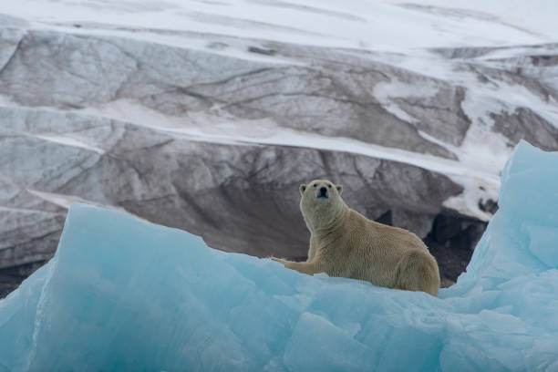 eisbär in gletscherumgebungen auf eisberb bei spitzbergen - polar bear arctic global warming nature stock-fotos und bilder