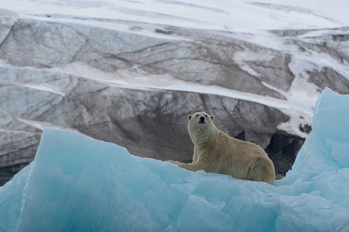 Oso polar en ambientes glaciares tumbados sobre hielo en Svalbard photo