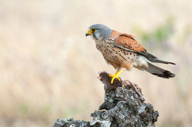 istock Common kestrel eating a mouse - Falco tinnunculus - in natural habitat 1161976241