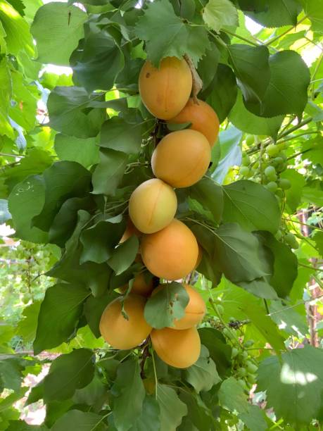 istock Branch with ripe apricots 1161976402