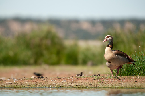 Egyptian goose (Alopochen aegyptiaca) with their young chicks