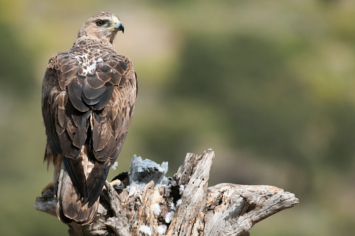 Rare birds Bonelli's eagle on a branch- Aquila fasciata -Hieraaetus fasciatus
