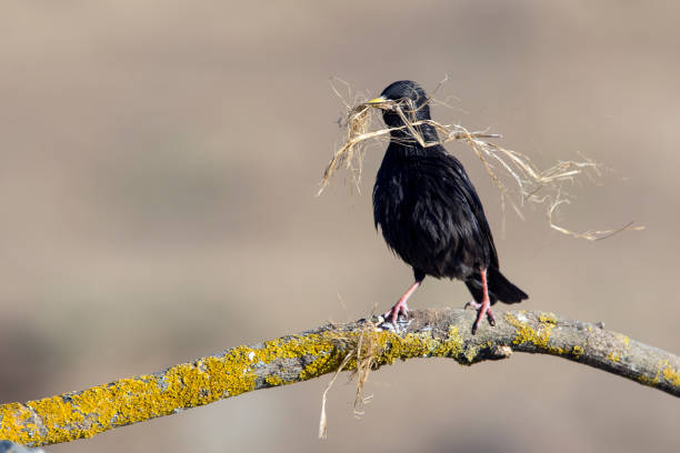istock Spotless Starling - Unicolor Sturnus perched on a branch with branches in its beak to make its nest 1161976493