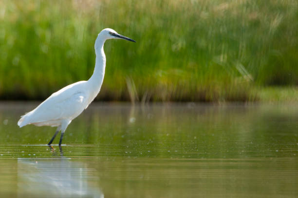 istock The great egret - Ardea alba - walking on the water looking for food 1161976549