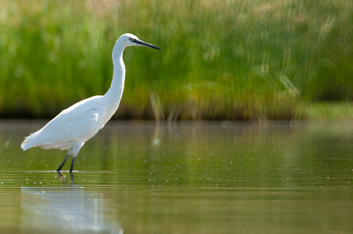 The great egret - Ardea alba - walking on the water looking for food