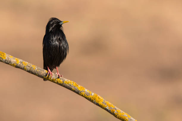 istock Spotless Starling - Unicolor Sturnus perched on a branch 1161976554