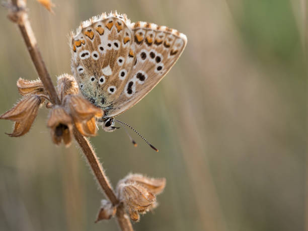 istock Chalkhill blue (Polyommatus coridon) butterfly sitting on a plant 1161976812