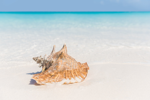 Beach shell ocean conch copyspace background. Serene landscape with seashell lying on white sand in water for tropical summer vacations concept. Travel in the Caribbean.
